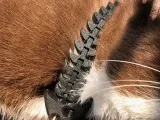 猫用首輪の魚の骨-5