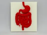 Medical Teaching and Research Model of Large Intestine and Stomach-2