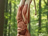 Flayed & Hanged Human Ideal for Horror Scenes-2