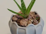 Pot Interior Decor V-1