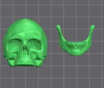Skull - Anatomy 3D print model