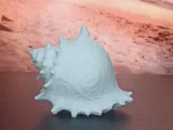 Seashell Collection-2