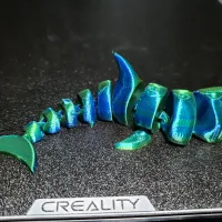 curled shark-2