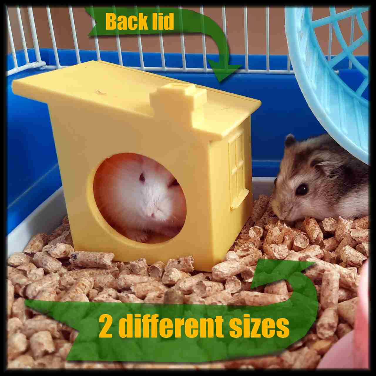 Bird best sale hamster wheel