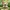 Stan Chibi – Hamster Aventurero