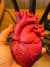 Heart Educational Model - Education - PLA - 3D printed product - фото 8