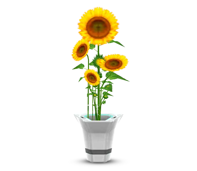 Potted Sunflowers