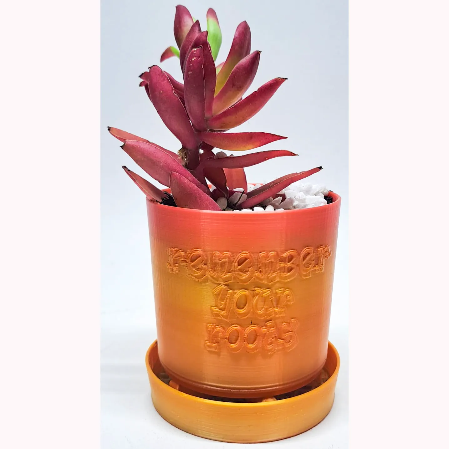 Punny Planter 09 - Remember your roots