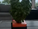 Hydroponic planter (kratky method)-1
