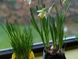 Design Herbs Planter-0