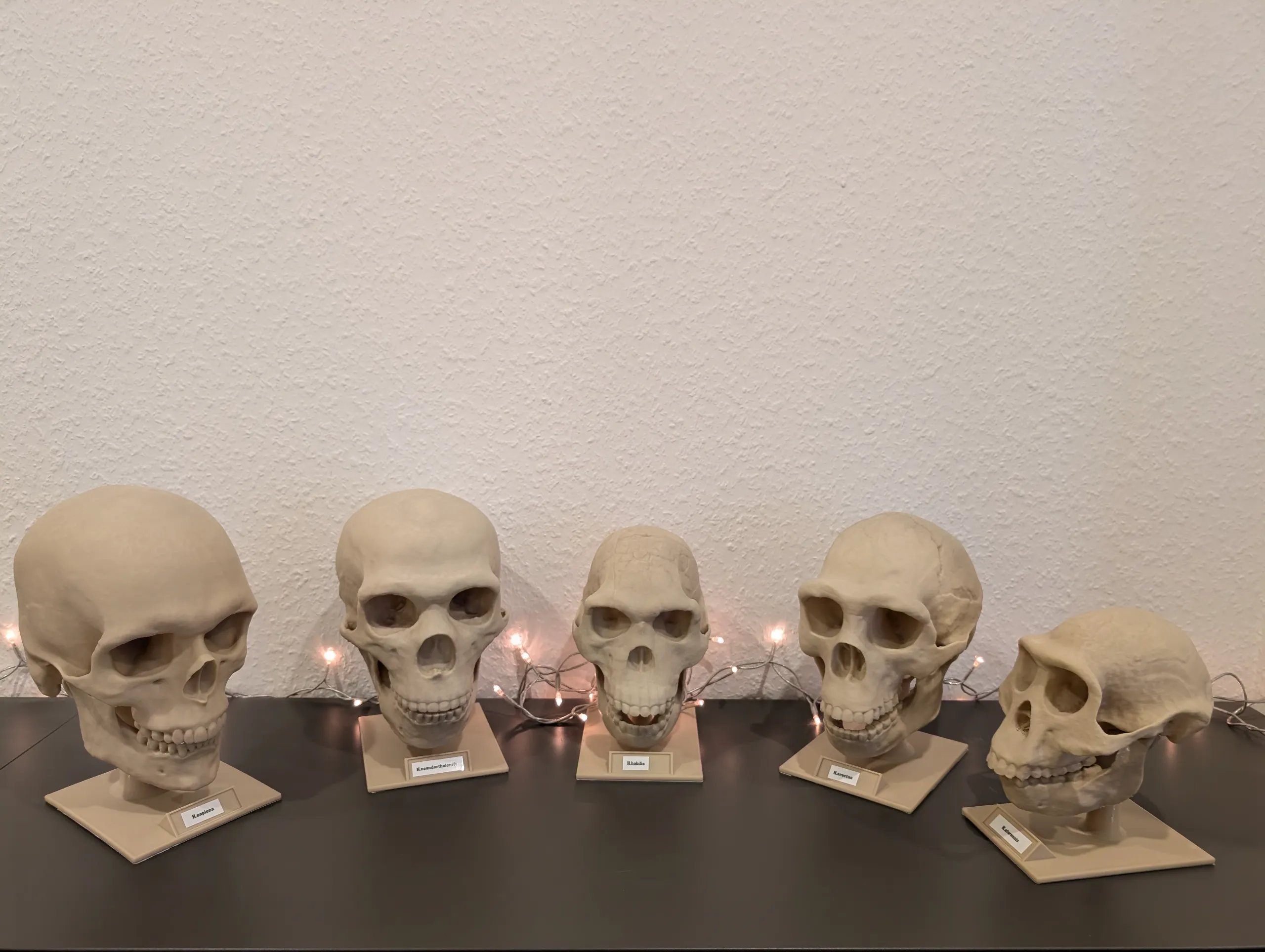 Homo habilis Skull - Educational Model & Stand 🦴💀-4
