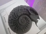 Alienamonite – Sci-Fi Ammonite Creature-1
