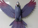 ببغاء محلّق-1