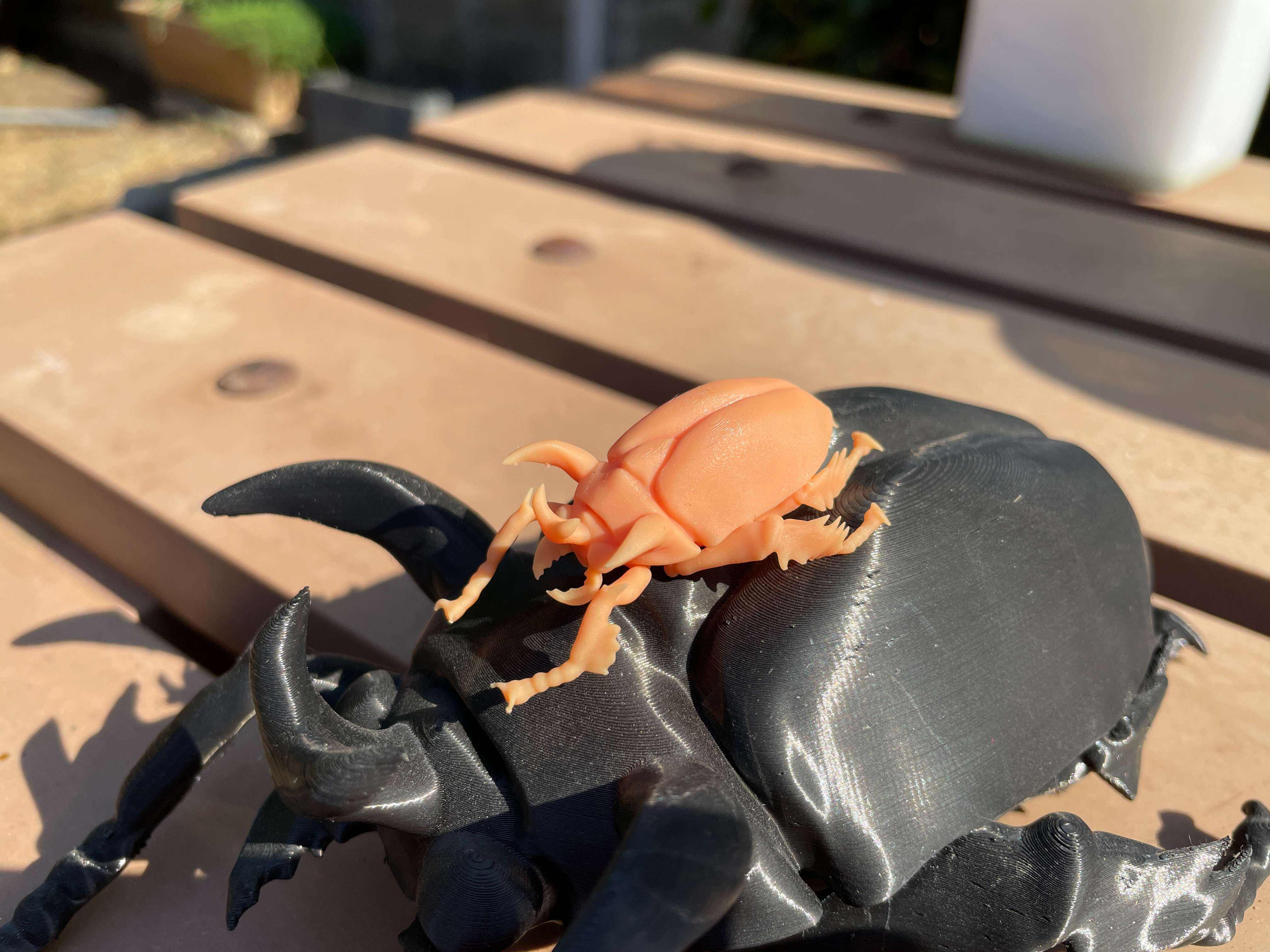 Horned Scarab Beetle