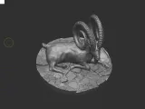 Markhor goat-2