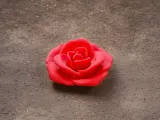 Realistic Rose-0