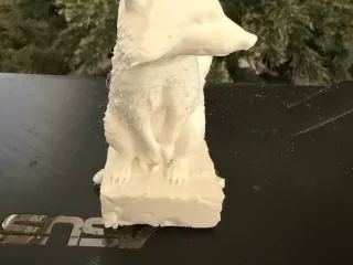 Racoon 1