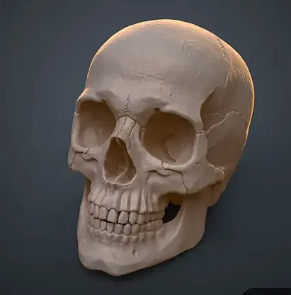Skull Educational Model - Education - PLA - 3D printed product - фото 3