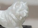 Chow chow-3