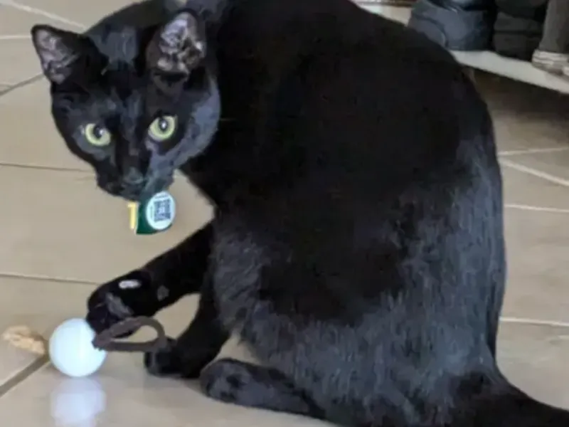 Juguete de pelota para gatos con gomas