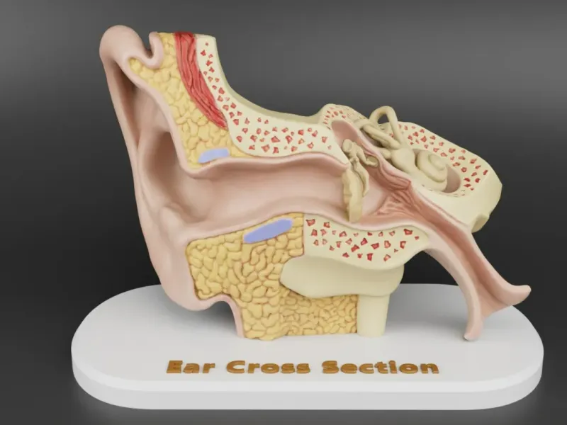 Anatomy of the Ear Cross-Sectional 3D Print