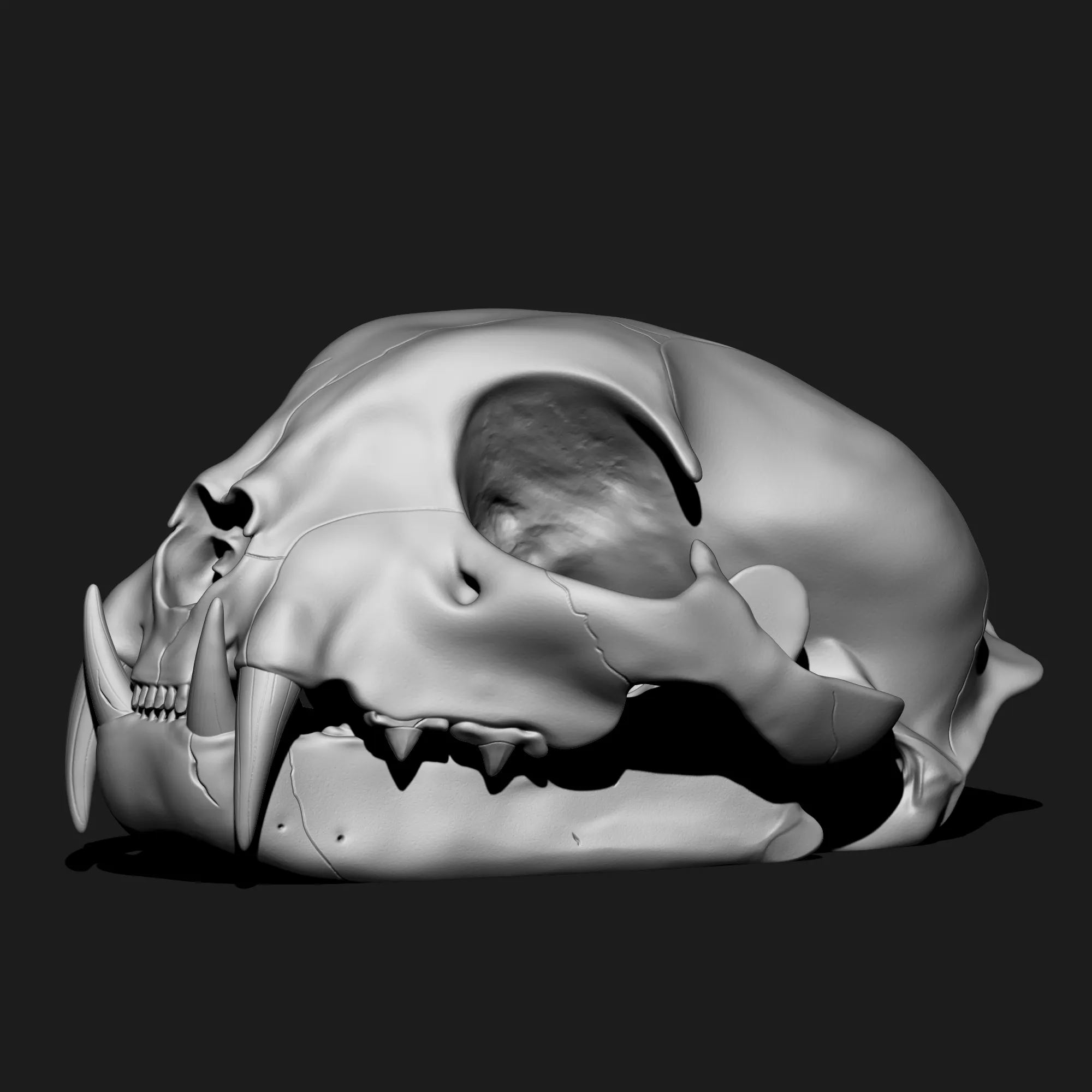 props-terrain-stl-download-bobcat-skullby-galaxiarum-3d