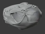 Black-footed Cat Skull-6