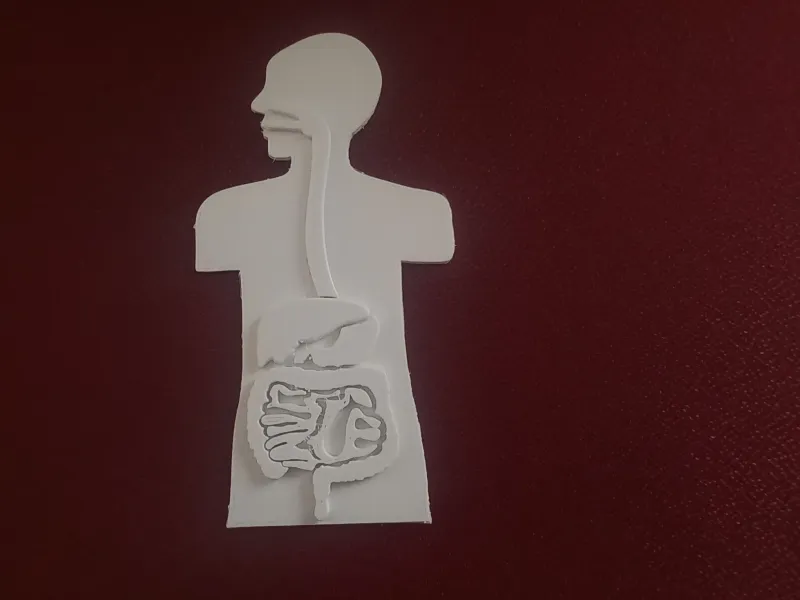 digestive system homework project