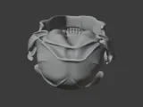 Black-footed Cat Skull-4