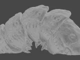 Rock Worm stomach 3D model PRINTABLE-6