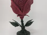The Yawning Rose -2
