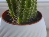 Beautiful vases-0