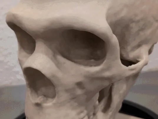 Homo neanderthalensis Skull - Educational Model & Stand 🦴💀-0