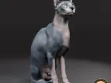 Sphynx cat-0