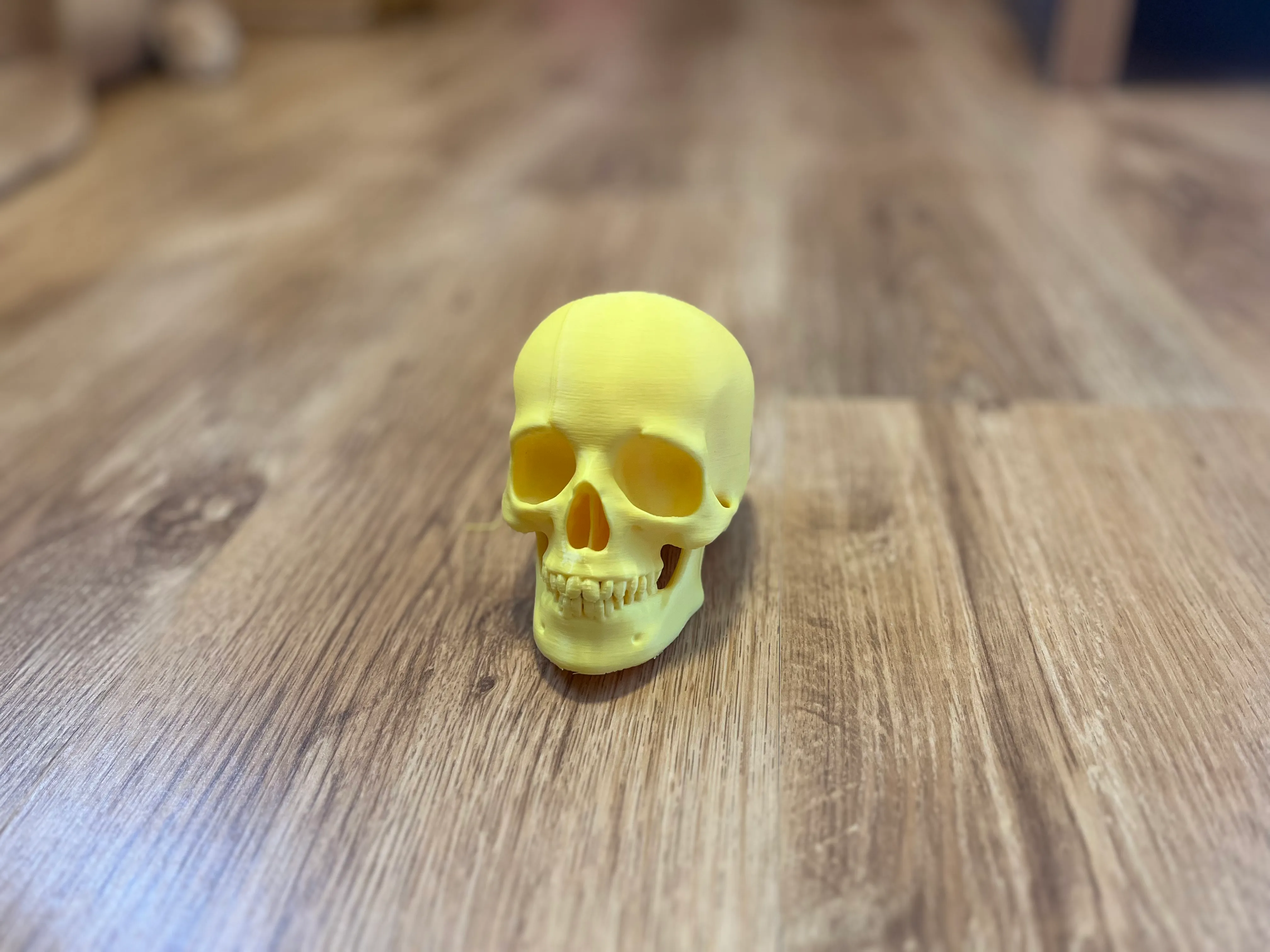 Human skull