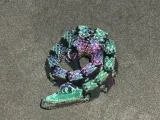 Flexi Snake, Tri-D Modeler-1