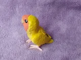 Lovebird-4