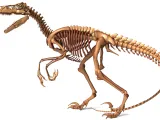 Atrociraptor Skeleton - 3D Printable Bone Model-2