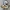 GBC - Animal Breeder 4 JPN - Goose 4, 2 filamentwissels