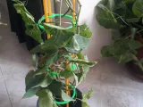 Climbing trellis plant support-4