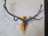 Deer Trophy-4