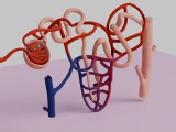 Human Kidney Nephron 3D Model Illustration-2