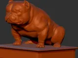 Exotic bully sitting-0