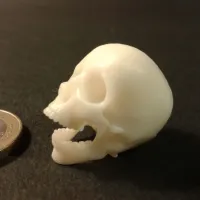 Punk skeleton-1-1