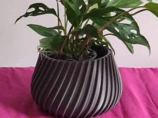 POT AGLAONEMA
