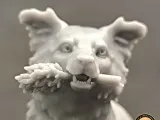Border collie-3