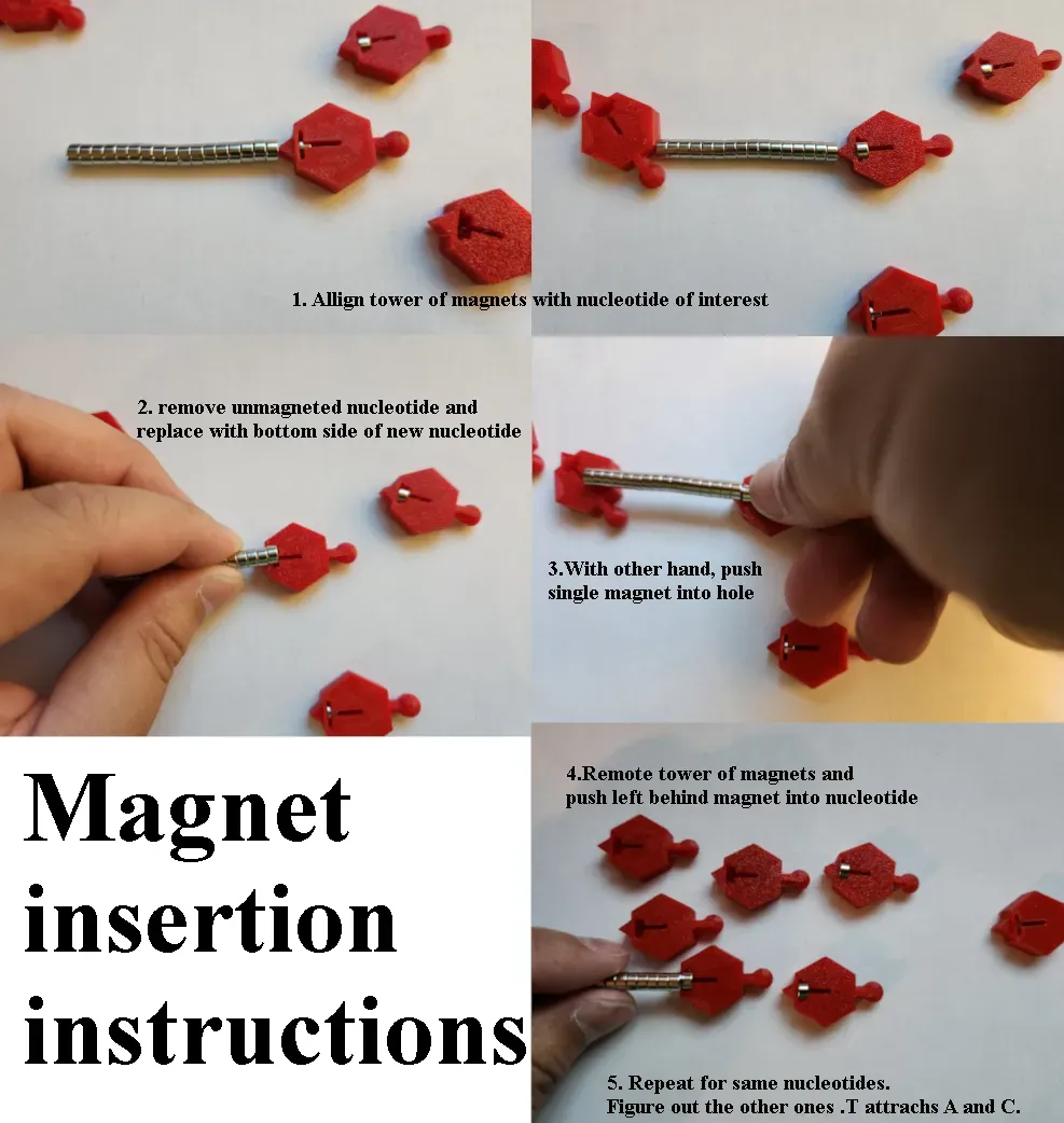 Spooky mutation possible DNA/RNA Magnetic model kit activity