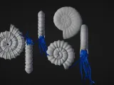Ammonite - amonoids - three different-8