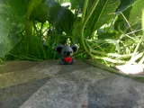 Keychain Koala cute-2