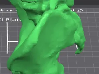 Life size pelvis model